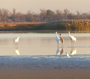 Three large white birds and one large brown bird standing in shallow water.