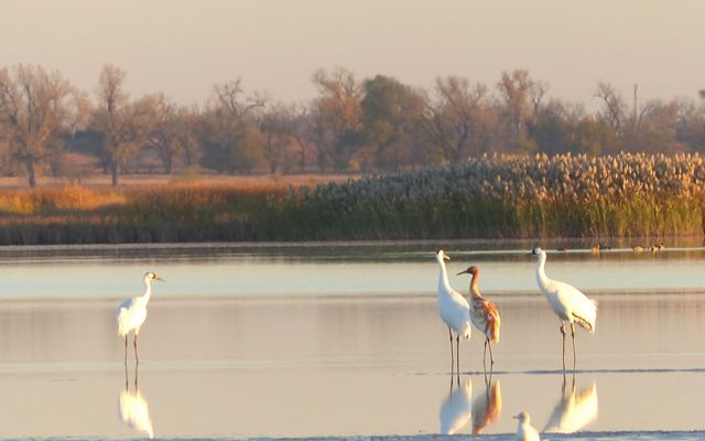 Three large white birds and one large brown bird standing in shallow water.