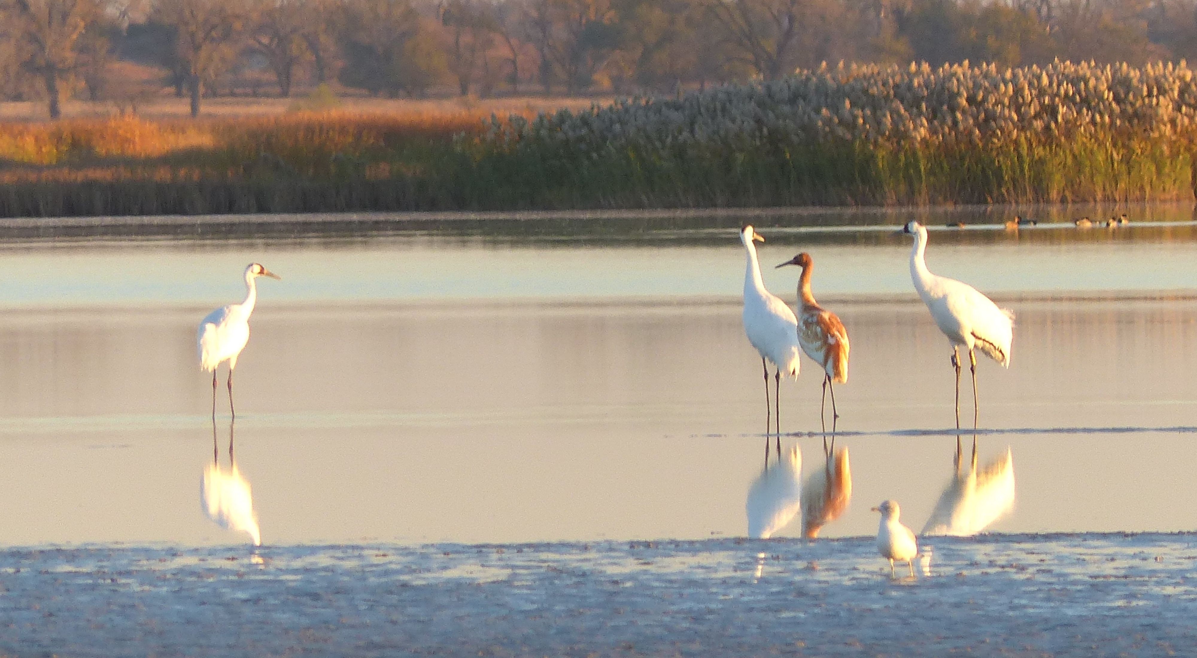 Three large white birds and one smaller brown and white bird standing in a shallow pool of water.