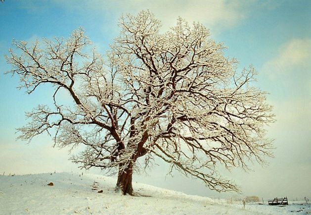 A snow covered burr oak on a snowy hill. 