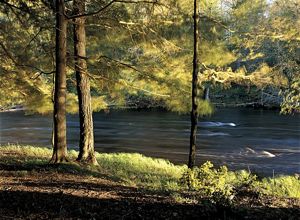 A fast flowing river with conifer trees on its banks. 