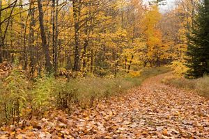 Autumn leaf-covered trail through colorful forest.