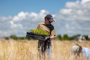 A volunteer stands in a sandplain grassland holding a tray of blazingstar seedlings, another volunteer crouches to plant one in the ground.