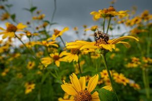 A bee on top of a vivid, yellow flower, surrounded by countless other Smooth Oxeye flowers in a Southwest Virginia meadow..