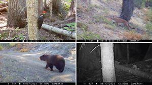 A collage of images of wildlife walking through a forest.