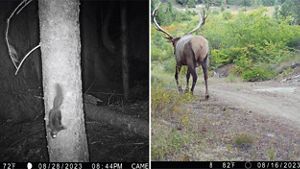 Side-by-side photos showing a squirrel on a tree at night and an elk walking down a trail in a forest.