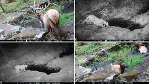A collage of images of wildlife walking through a forest.