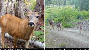 Side-by-side photos showing a deer looking into the camera and a family of deer walking down a trail in a forest.