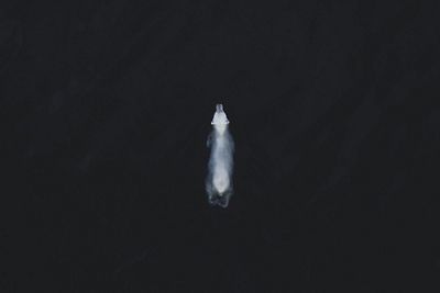 Polar Bear in Svalbard, Norway June 2019.