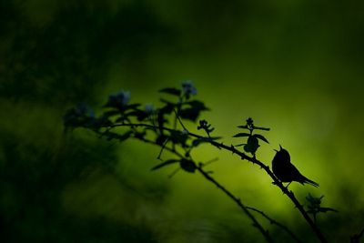 A Chestnut-sided Warbler sings out.