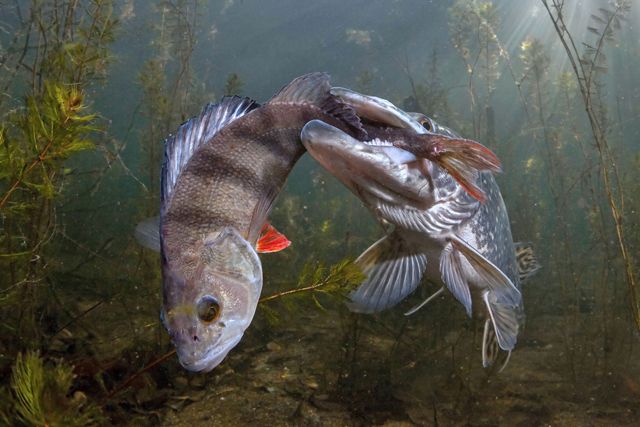 Underwater view of a pike with its jaws around the tail of a perch. They are surrounded by underwater vegetation.