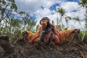 An adult orangutan grips broken branches of a felled tree among other small trees.