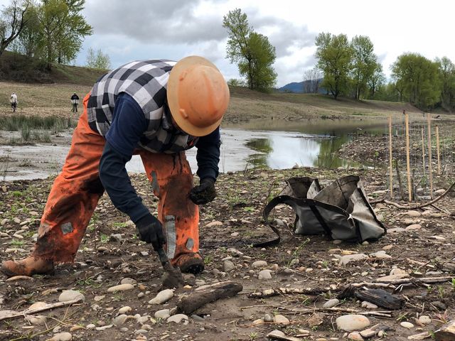 The transformation of a series of gravel mines to a floodplain forest led crews to plant more than 330,000 native trees and shrubs at the Willamette Confluence Preserve