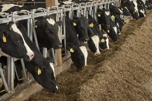 Dairy cows in a barn