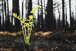  A strong, young fern growing from the earth after a wildfire.