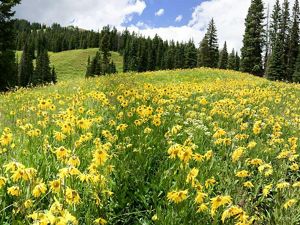 A wide field of yellow flowers extends to the horizon, with a broad blue sky filled with clouds overhead.