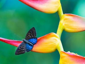 a blue and black butterfly rests on a colorful yellow and pink flower