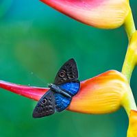 Blue-winged Eurybia butterfly resting on a Heliconia plant.
