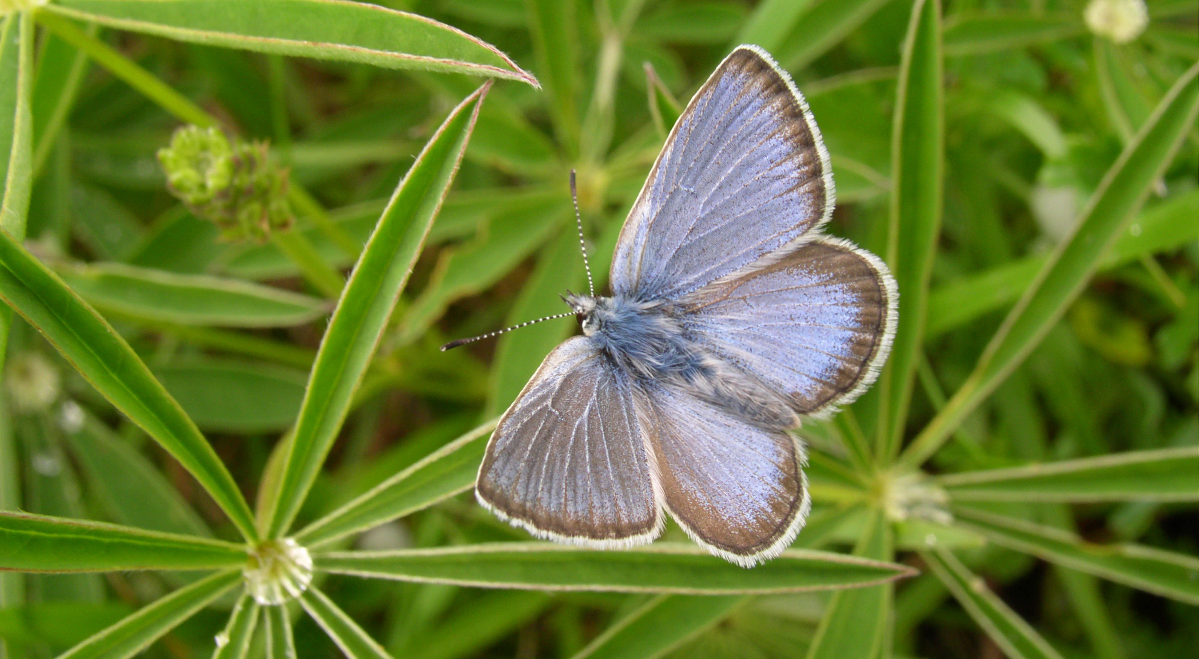 A small blue butterfly with gray along the edges of its wings, sitting on green foliage.