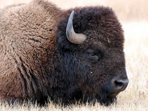A lone shaggy brown bison stands on an open plain of short brown grass.