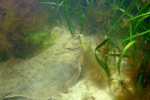 White flounder living among eelgrass underwater.