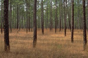 Tall trees spread out across an open forest floor.