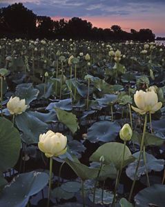 The sun sets over Erie Marsh, Michigan. The area is filled with the tall white blossoms of the American lotus. 
