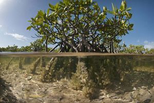 Vista de un manglar, mitad bajo el agua y mitad sobre el agua.