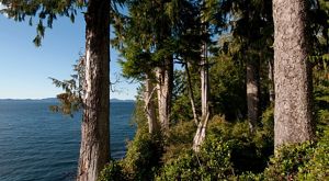 View of evergreen trees along a coast with blue water.