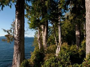 view of evergreen trees along a coast with blue water