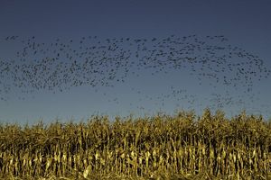birds flying above a corn field.