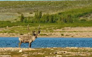 A caribou stands on a rocky shore of a body of water with a stand of trees on its opposite rocky shore.