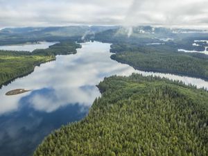 Aerial of cedar and spruce forest divided by rivers and inlets.