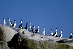 Cormoranes en la RCV