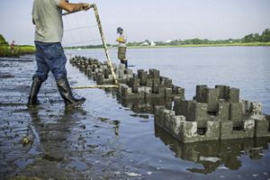 Person working on oyster reef restoration. 