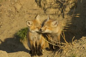 Two red fox pups are touching noses. 