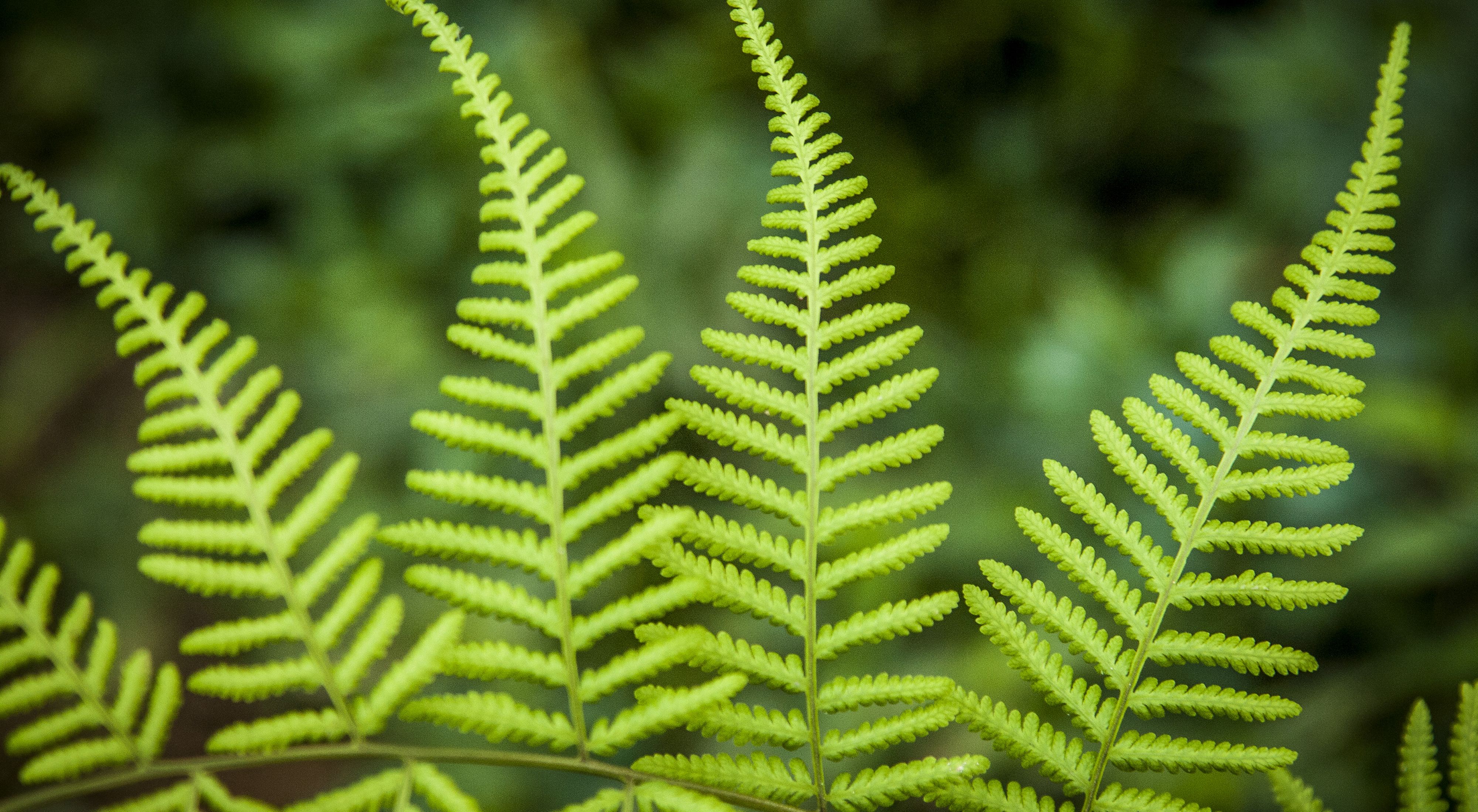 Close up detail of a fern