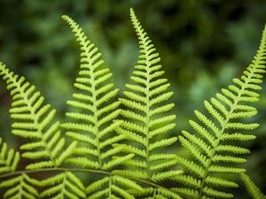 Close up detail of a fern leaf