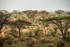 small acacia trees dot a grassland landscape, forming a pattern of trees in greens and browns