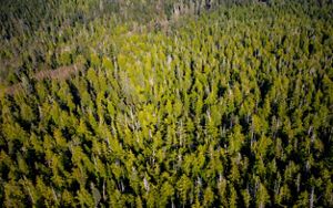 Aerial photo of forests in the Emerald Edge of British Columbia. 