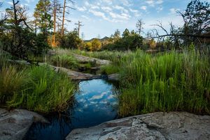 Lush meadow with clouds reflected off a pool of water surrounded by forest.
