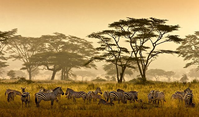 Una manada de cebras se encuentra entre altos pastos dorados en el Serengeti en Tanzania.