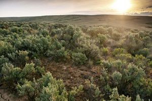 The sun rises above a valley covered in green trees.