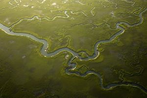 winding rivers and creeks through a green landscape.