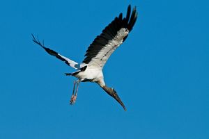 Wood stork in flight.