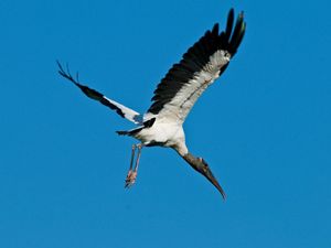 Wood stork in flight.