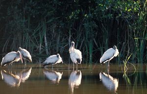 Wood storks wading in the water.