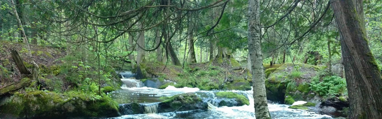 A creek with moss and trees surrounding the water