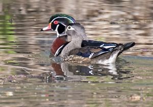 Pair of wood ducks on water