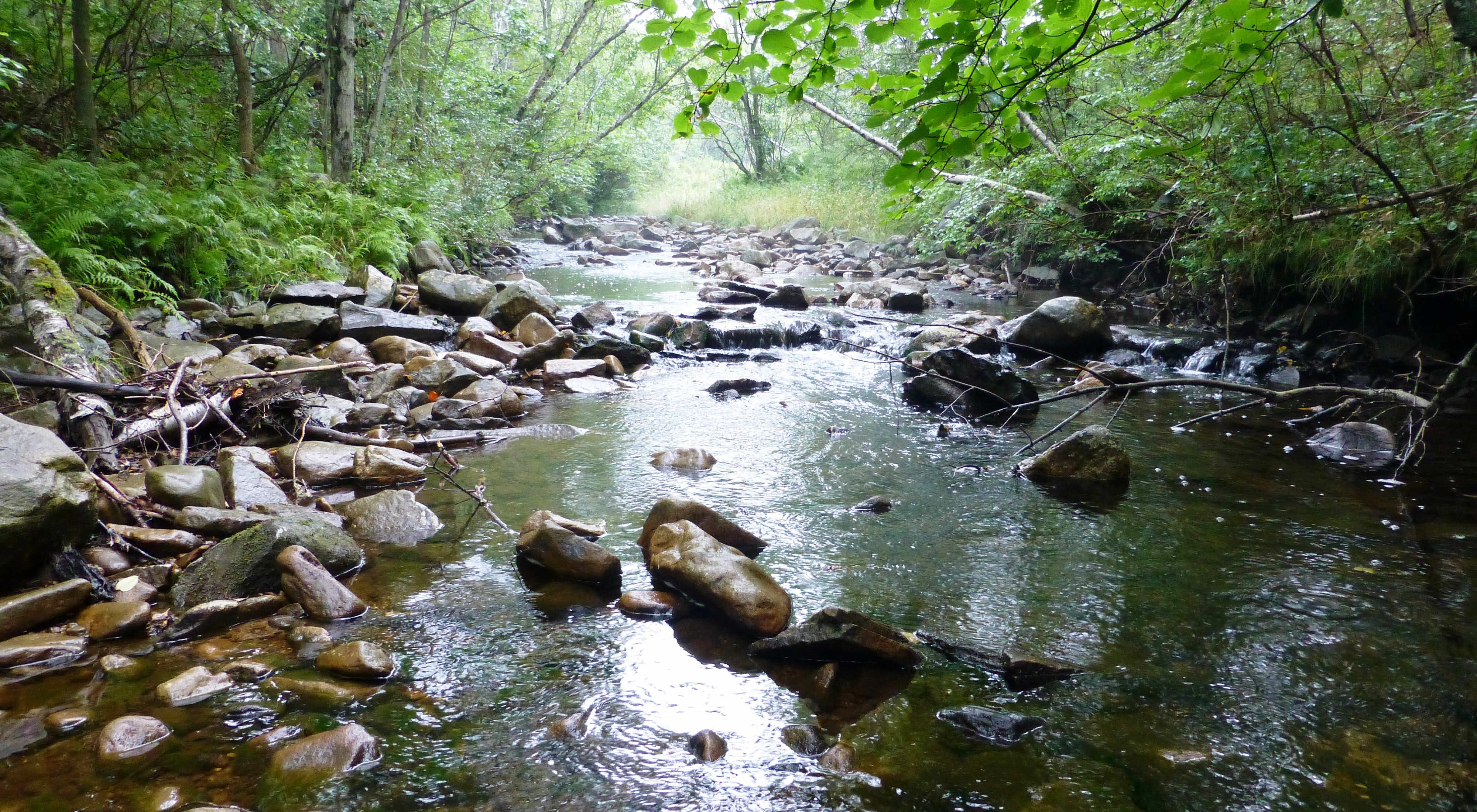 Low angle view of a shallow, narrow creek flowing over large rocks and stones. The creek extends into the distance curving between grassy banks. Tall trees shade the creek in the foreground.